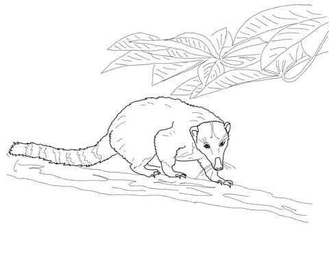 Western Mountain Coati Coloring Page